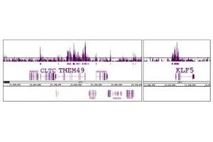 Histone H3K56ac antibody (pAb) tested by ChIP-chip.