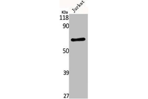 Kv3.4 anticorps