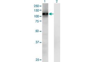 Western Blot analysis of RASA3 expression in transfected 293T cell line by RASA3 monoclonal antibody (M01J), clone 1F11.