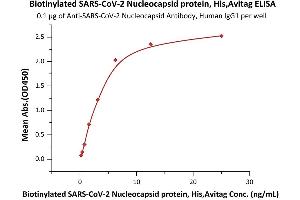 ELISA image for SARS-CoV-2 Nucleocapsid (SARS-CoV-2 N) (Active) protein (His tag,AVI tag,Biotin) (ABIN6973237)