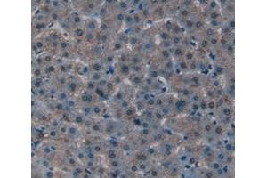 Figure. (CBP antibody  (AA 2141-2442))