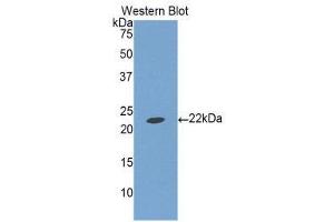 Western Blotting (WB) image for anti-Insulin-Like Growth Factor Binding Protein 1 (IGFBPI) (AA 112-262) antibody (ABIN1859303) (IGFBPI antibody  (AA 112-262))
