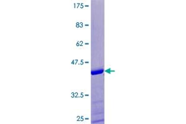 SPRR1A Protein (AA 1-89) (GST tag)