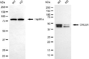 Western blotting analysis using CREB1 antibody (ABIN7797858). (Recombinant CREB1 antibody)
