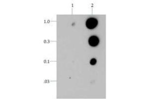 Dot Blot of Rabbit Histone H3 [p Thr6] Antibody. (Histone 3 antibody  (pThr6))