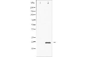 Western blot analysis of CHOP phosphorylation expression in PMA treated Jurkat whole cell lysates,The lane on the left is treated with the antigen-specific peptide. (DDIT3 antibody  (pSer30))