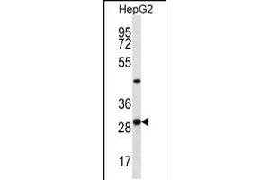 Western blot analysis in HepG2 cell line lysates (35ug/lane). (PROSC antibody  (C-Term))