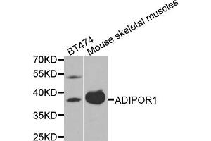 Western blot analysis of extracts of BT474 and mouse skeletal muscles cells, using ADIPOR1 antibody.