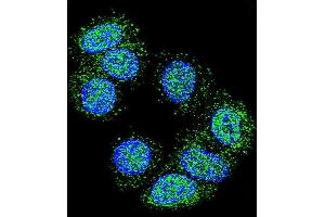 Confocal immunofluorescent analysis of EEF1A1 Antibody (C-term) (ABIN390521 and ABIN2840873) with MCF-7 cell followed by Alexa Fluor 488-conjugated goat anti-rabbit lgG (green). (eEF1A1 antibody  (C-Term))