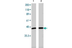 Western blot analysis of extract from mouse muscle tissue (lane 1) and mouse heart tissue (lane 2) , using ADIPOR1 polyclonal antibody  . (Adiponectin Receptor 1 antibody)