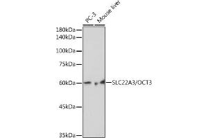 SLC22A3 antibody