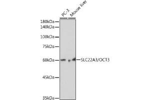 Western blot analysis of extracts of various cell lines, using SLC22/OCT3 Rabbit mAb (ABIN7269107) at 1:1000 dilution. (SLC22A3 antibody)