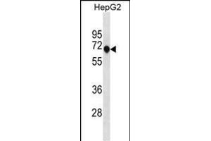 ANKDD1A Antibody (C-term) (ABIN1881056 and ABIN2838750) western blot analysis in HepG2 cell line lysates (35 μg/lane). (ANKDD1A antibody  (C-Term))