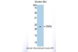 Western Blotting (WB) image for anti-Plasminogen Activator, Tissue (PLAT) (AA 359-532) antibody (ABIN1173029)