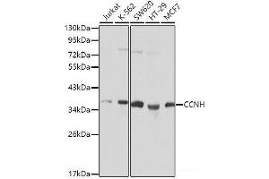 Western blot analysis of extracts of various cell lines using CCNH Polyclonal Antibody. (Cyclin H antibody)