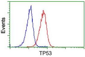 Image no. 3 for anti-Tumor Protein P53 (TP53) antibody (ABIN1499976) (p53 antibody)