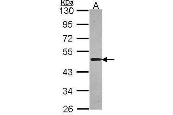 SNTA1 antibody