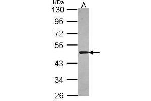 WB Image Sample (30 ug of whole cell lysate) A: A549 10% SDS PAGE antibody diluted at 1:5000 (SNTA1 antibody)