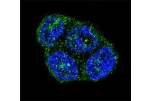 Confocal immunofluorescent analysis of FAS antibody with T47D cells followed by Alexa Fluor 488-conjugated goat anti-rabbit lgG (green). (FAS antibody  (AA 185-211))