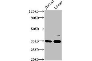 GAS2 antibody  (AA 1-141)