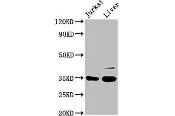 GAS2 antibody  (AA 1-141)
