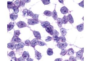 Anti-MCHR2 antibody immunocytochemistry (ICC) staining of untransfected HEK293 human embryonic kidney cells. (MCHR2 antibody  (C-Term))