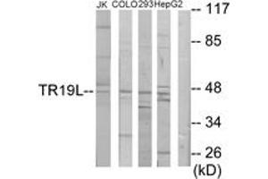 Western blot analysis of extracts from Jurkat/COLO205/293/HepG2 cells, using RELT Antibody. (RELT antibody  (AA 381-430))