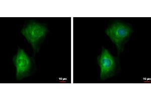 ICC/IF Image PDE4B antibody detects PDE4B protein at cytoplasm by immunofluorescent analysis. (PDE4B antibody)