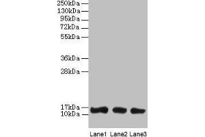 Western blot All lanes: LGALS1 antibody at 2 μg/mL Lane 1: HL60 whole cell lysate Lane 2: NIH/3T3 whole cell lysate Lane 3: HepG2 whole cell lysate Secondary Goat polyclonal to rabbit IgG at 1/10000 dilution Predicted band size: 15 kDa Observed band size: 15 kDa (LGALS1/Galectin 1 antibody  (AA 2-135))