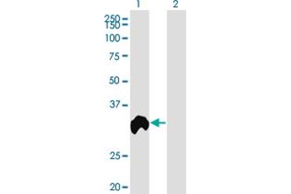 Regucalcin antibody  (AA 200-299)