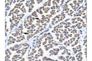 Image no. 1 for anti-T-Box 5 (TBX5) (AA 249-298) antibody (ABIN6735839) (T-Box 5 antibody  (AA 249-298))