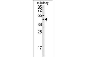 Western blot analysis of anti-GJA8 Antibody in mouse kidney tissue lysates (35ug/lane) (GJA8 antibody  (C-Term))