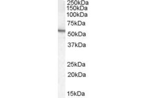 Arylsulfatase A antibody  (Internal Region)