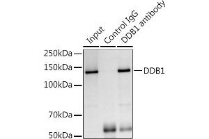 Immunoprecipitation (IP) image for anti-Damage Specific DNA Binding Protein 1 (DDB1) (C-Term) antibody (ABIN1679509)