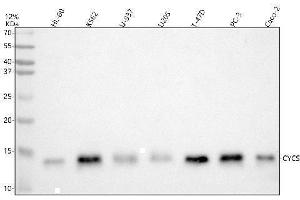 Western blot analysis of Cytochrome C using anti-Cytochrome C antibody (ABIN5518904). (Cytochrome C antibody  (AA 2-105))