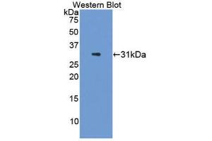 Western Blotting (WB) image for anti-Interleukin 22 (IL22) (AA 34-179) antibody (ABIN1868632)