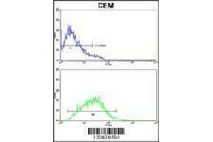 IL8 Antibody flow cytometry analysis of CEM cells (bottom) compared to negative control cells (top). (IL-8 antibody  (C-Term))