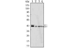 Western Blot showing p44/42 MAPK antibody used against Jurkat (1), Hela (2), A431 (3) and NIH/3T3 (4) cell lysate. (ERK1/2 antibody)