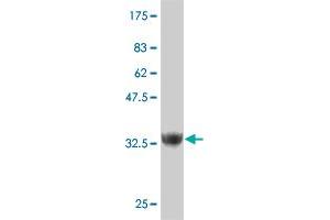 Western Blot detection against Immunogen (37. (ZNF207 antibody  (AA 1-110))