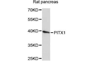 Western blot analysis of extracts of rat pancreas, using PITX1 antibody (ABIN1874142) at 1:3000 dilution.