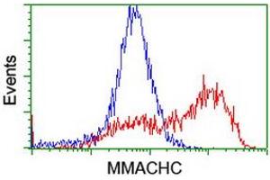 Flow Cytometry (FACS) image for anti-Methylmalonic Aciduria (Cobalamin Deficiency) CblC Type, with Homocystinuria (MMACHC) antibody (ABIN1499511) (MMACHC antibody)