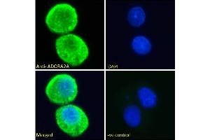 ABIN185549 Immunofluorescence analysis of paraformaldehyde fixed HepG2 cells, permeabilized with 0. (Adenosine A2a Receptor antibody  (C-Term))