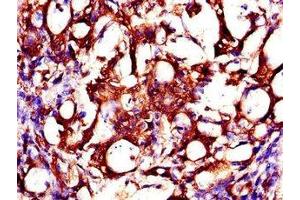 ZMPSTE24 antibody  (AA 217-347)