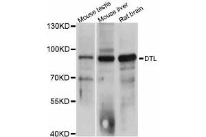 Western blot analysis of extracts of various cell lines, using DTL antibody (ABIN6293993) at 1:3000 dilution. (CDT2/RAMP antibody)
