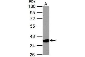 WB Image Sample (50 ug of whole cell lysate) A: mouse kidney 10% SDS PAGE antibody diluted at 1:3000 (PRPS1 antibody  (N-Term))