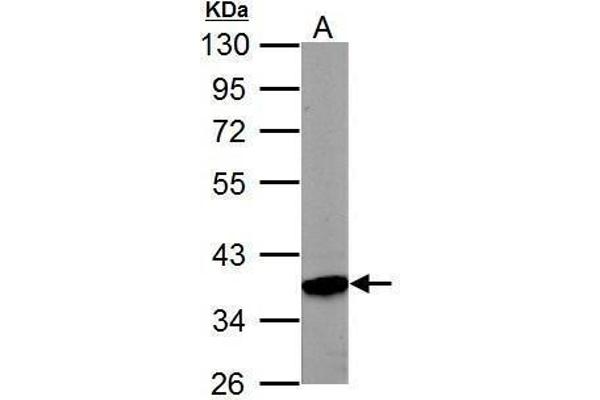 PRPS1 antibody  (N-Term)