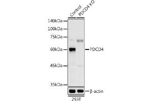 Western blot analysis of extracts from normal (control) and PDCD4 knockout (KO) 293T cells, using PDCD4 antibody (ABIN3023387, ABIN3023388, ABIN3023389 and ABIN1681284) at 1:1000 dilution. (PDCD4 antibody  (AA 1-260))