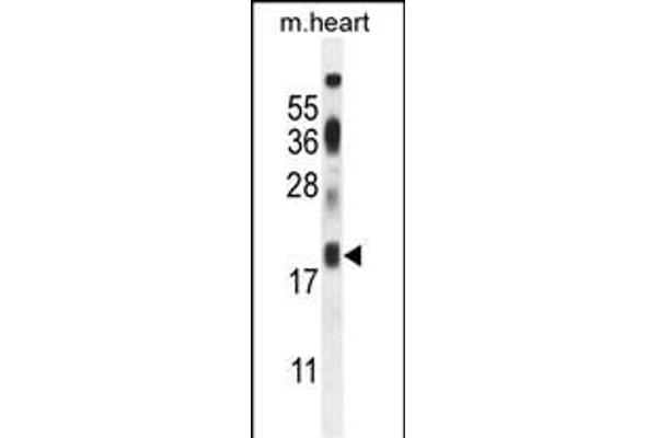 ISCA2 antibody  (AA 72-101)