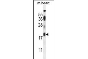 ISCA2 Antibody (Center) (ABIN654448 and ABIN2844182) western blot analysis in mouse heart tissue lysates (35 μg/lane). (ISCA2 antibody  (AA 72-101))