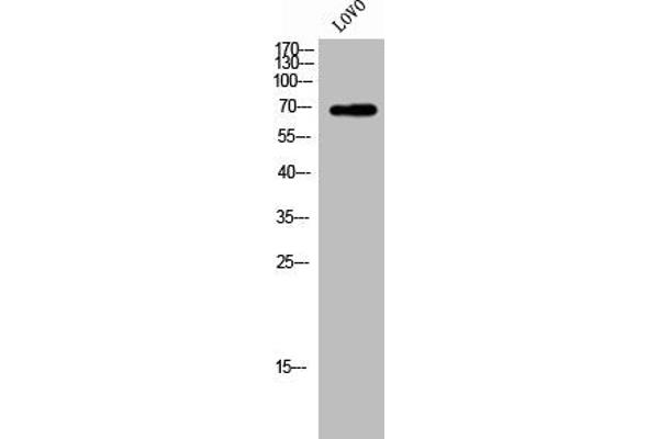 ZP1 antibody  (Internal Region)
